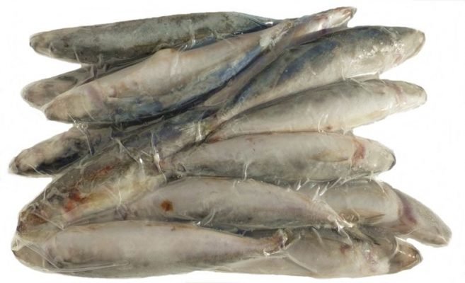 frozen mackerel fish