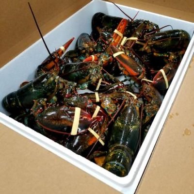 live lobster