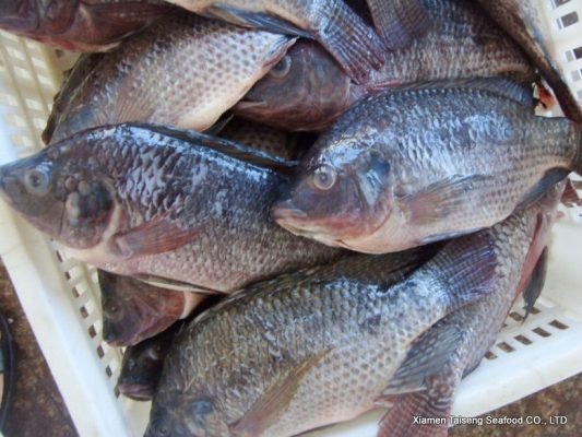 Tilapia
