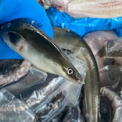 Eel Fish