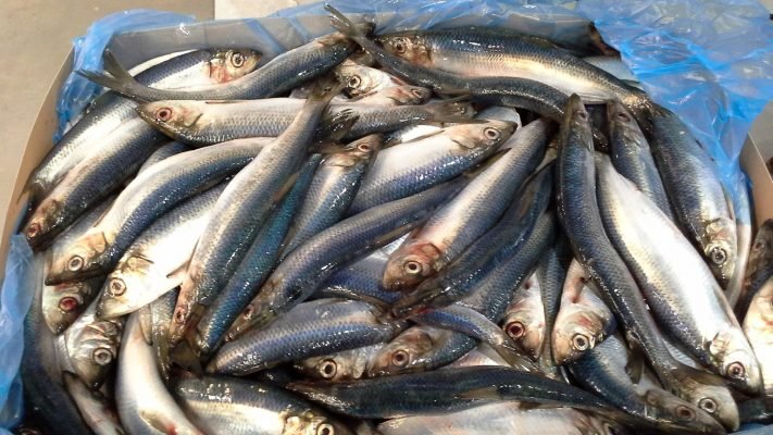 Herring Fish