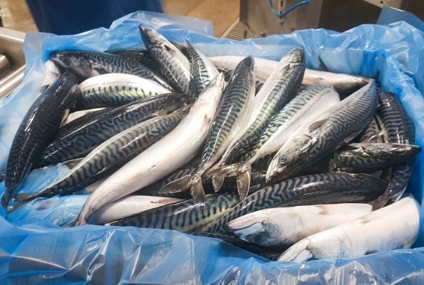 Horse Mackerel Fish