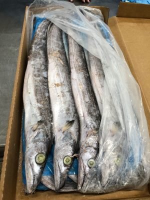 Ribbon Fish