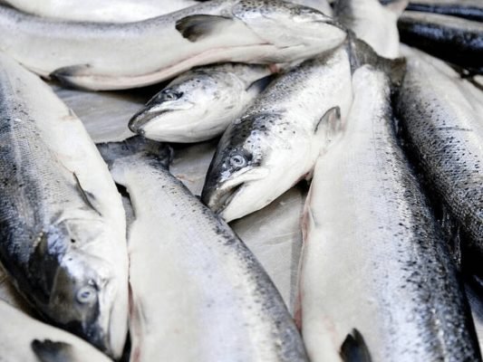Salmon Fish