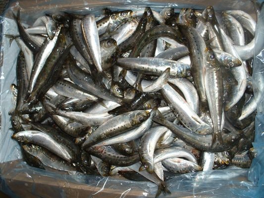 Sardine Fish