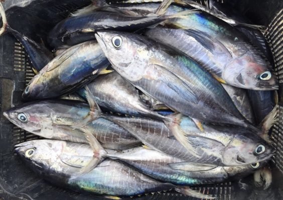 Skipjack Tuna Fish