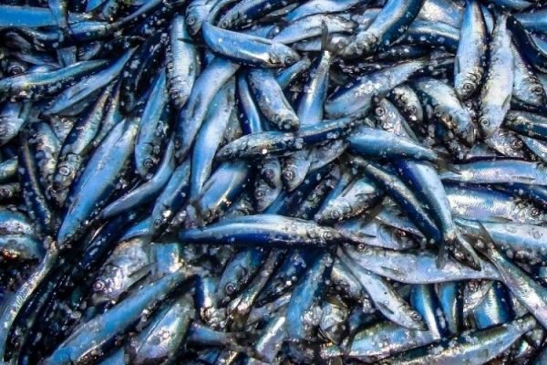 Herring Fish